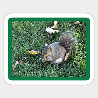 Squirrel Sticker